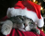 Santa Cat.jpg