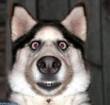 The dog is doing.jpg