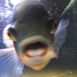 1697934997488.png