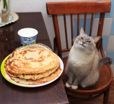 Pancake_cat - Copy.png