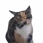 asdasdasd.png