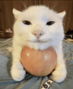 attachment.gif