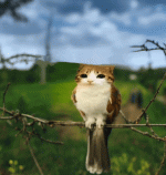 togif.gif