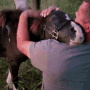 horses-pets.gif