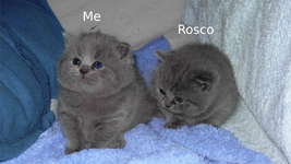 Me and Rosco - Copy.png