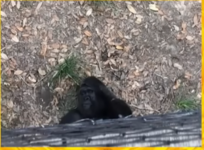 gorilla.PNG