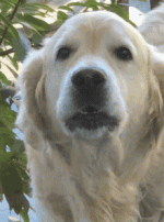 retriever-dog.gif