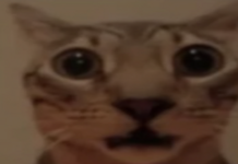 cat.png
