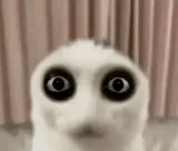 tests.png