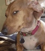 Side-eye-dog-meme-8.jpg