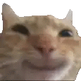 cat.png