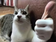 Cat with thumbs up.png