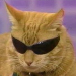 sunglasses cat.png