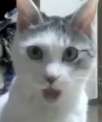 1667817602710.png