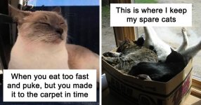 funny-cat-memes-jokes-fb52-png__700.jpg