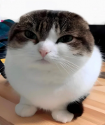 1668713402082.png