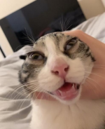 1668713886284.png