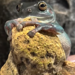 Frog hugging rock_test.png