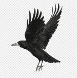 Crow.png