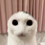 1676928715850.png
