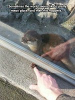 otter.jpg
