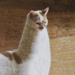 1680993314085.png