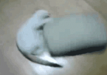 cat-cute.gif