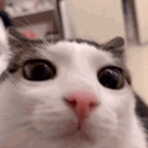 Blinky - Copy (2).png