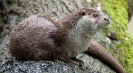 otter.JPG