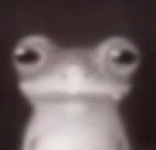 F2FXqbSaoAIUikk.png