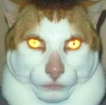 thanks-i-hate-monday-left-me-broken-cat-v0-ph04v5r1bbva1.png