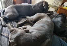 Dogs 1.jpg
