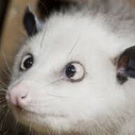 Opossum