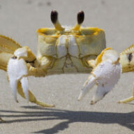 crab