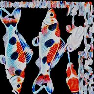 Koi