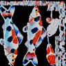 Koi
