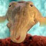 Cuttlefishey